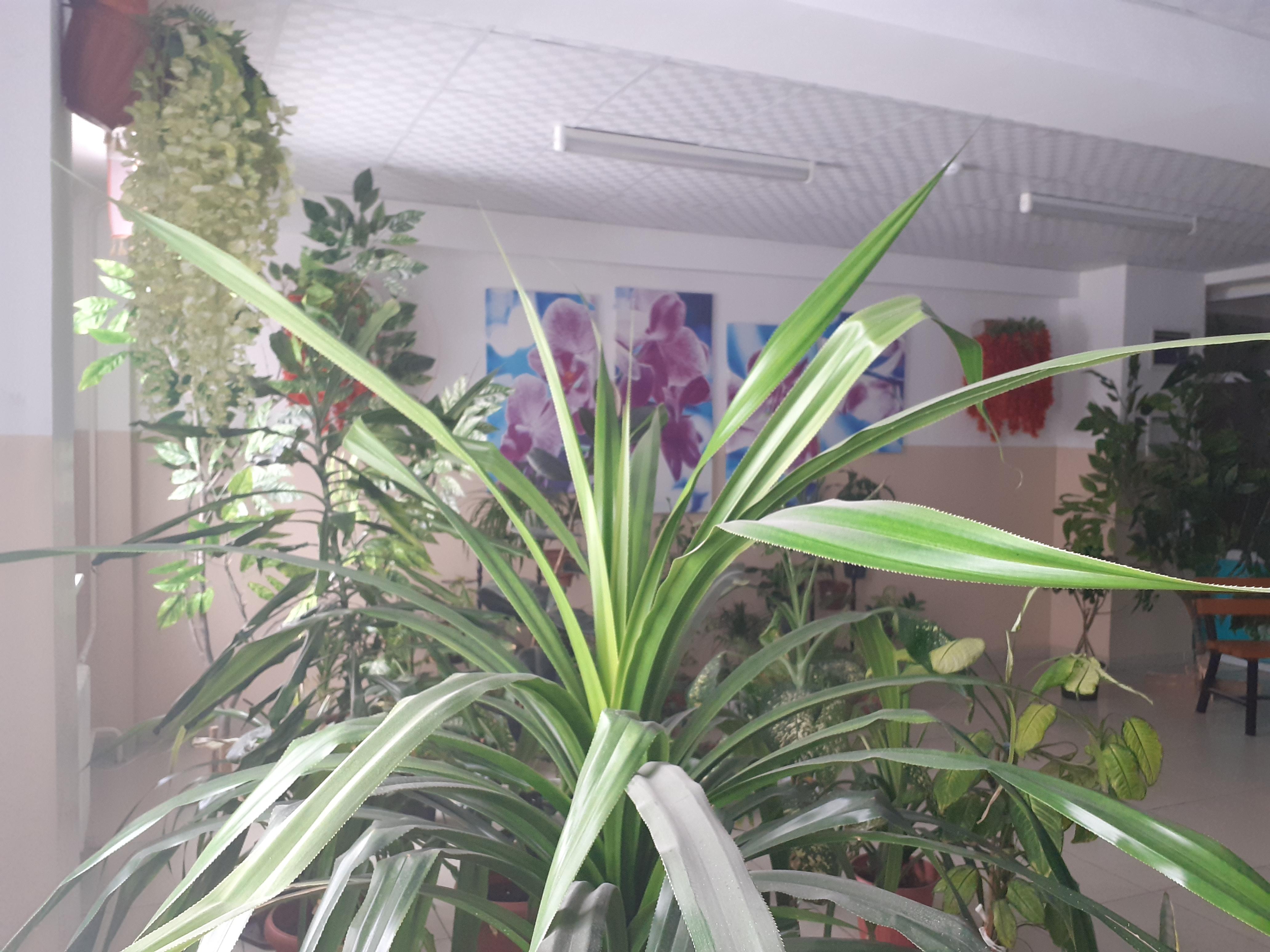 Мектептегі қысқы бақ-экологиялық кабинет ашылды